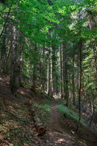 Abetina of Cortino - Foto 2