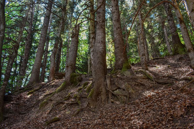 Abetina of Cortino - Foto 3