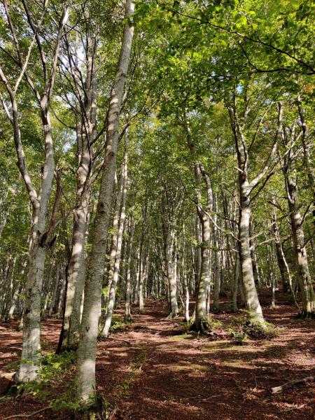 Monte Bilanciere Refuge - Foto 4