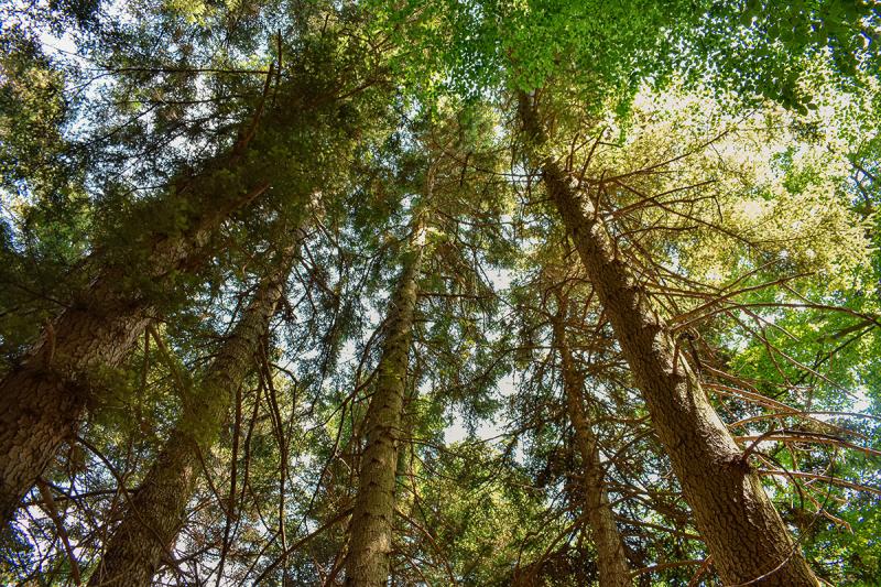 Abetina di Cortino - Foto 1