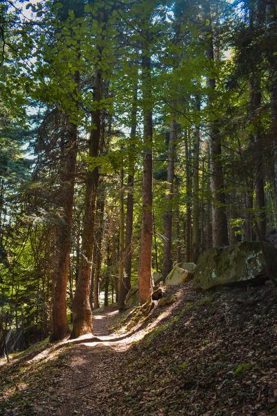 Abetina di Cortino - Foto 4